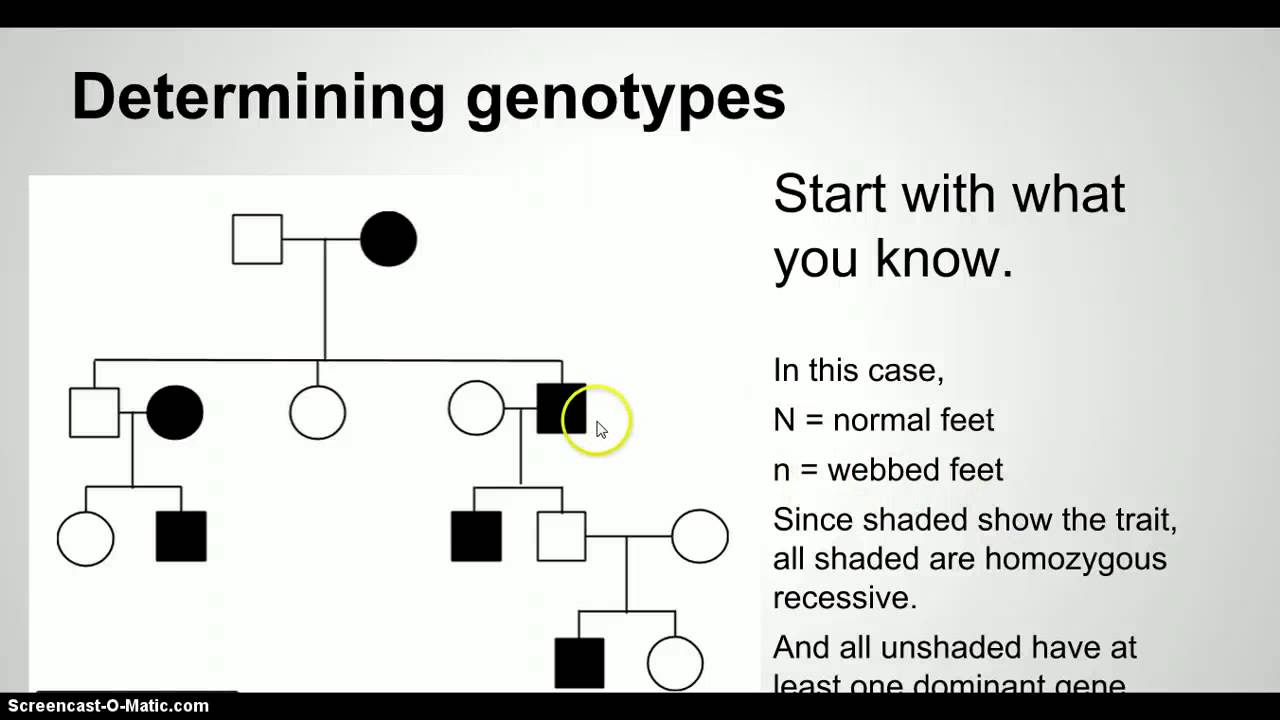 Pedigree Chart Powerpoint For Middle School