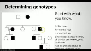 Screencast pedigree charts