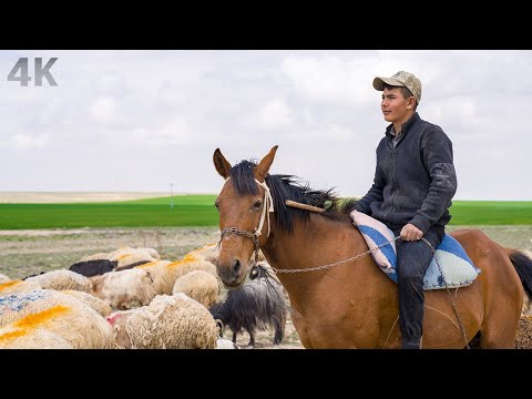 12 Yaşında Genç Çoban- Anadolu’da Yaşam- 4K Belgesel