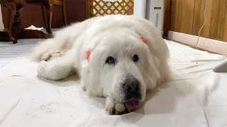 穴掘りにイタズラ...人間が忙しい時間にやらかすルンルンとアランです　Great Pyrenees　グレートピレニーズ