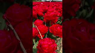 Red peonies #peonies #flower #flowerfield