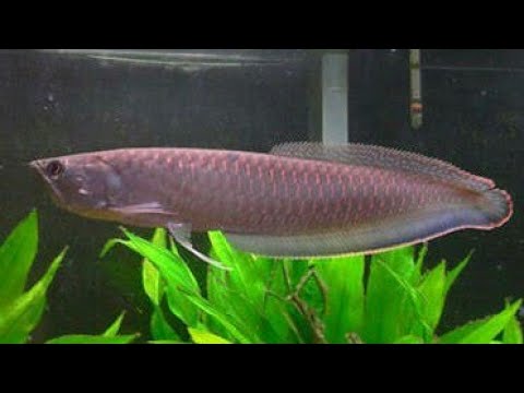 Arowana Growth Chart