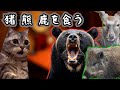 初めてジビエ料理を食べた何気ない話【猫ミーム】