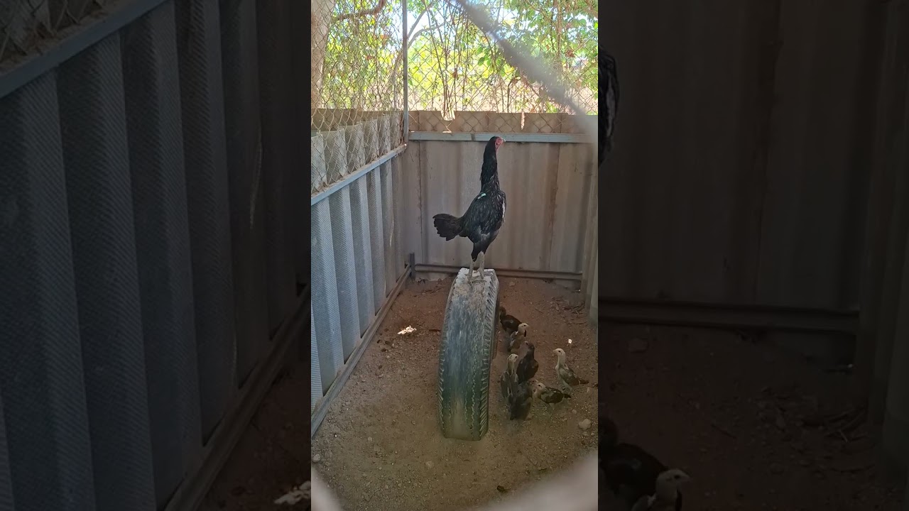 พาชมไก่พม่าที่สวนครับ