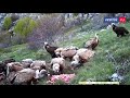 Чёрных грифов и белоголовых сипов подкармливают мясом в горах Крыма