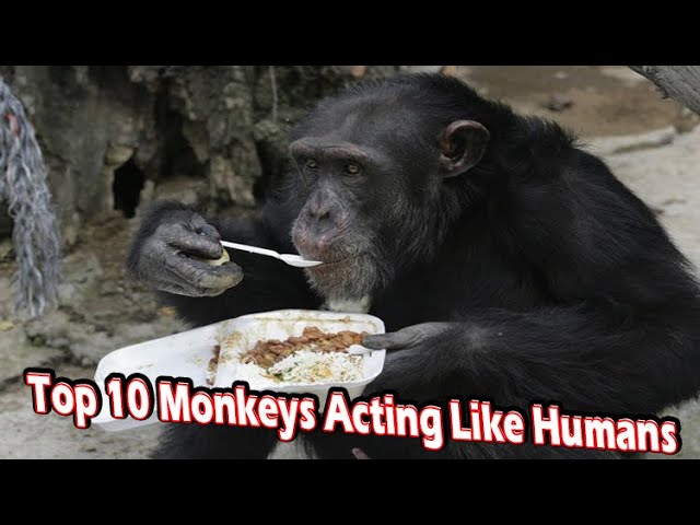 Monkeys Acting Like Humans