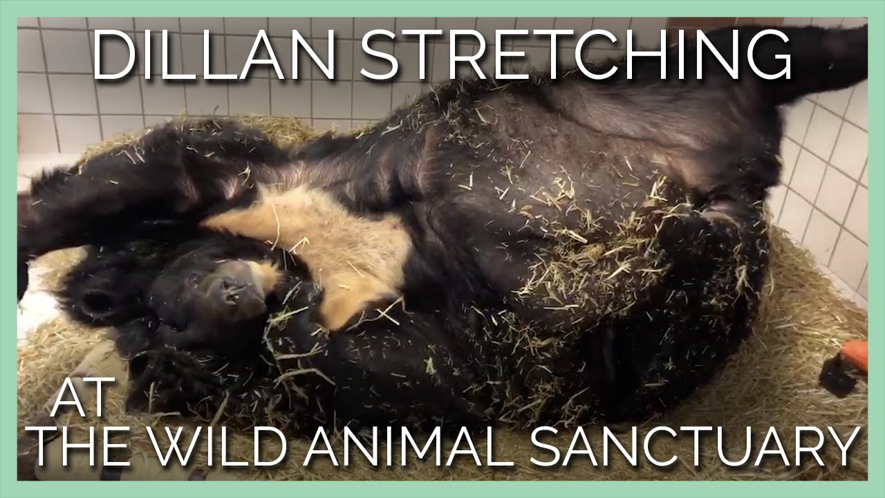 Dillan Rescue Update: Relaxing at The Wild Animal Sanctuary
