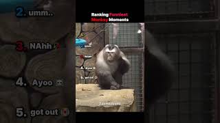 Ranking Funniest Monkey Moments