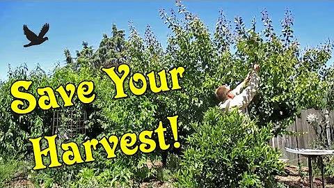4 Tips To Stop Birds From Eating Your Garden! - DayDayNews