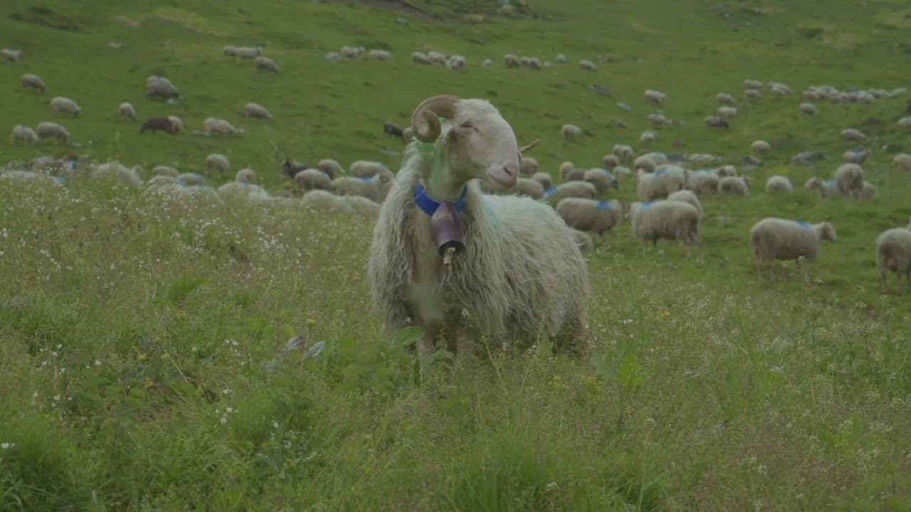 Une journée de transhumance avec Pierre Craveiro