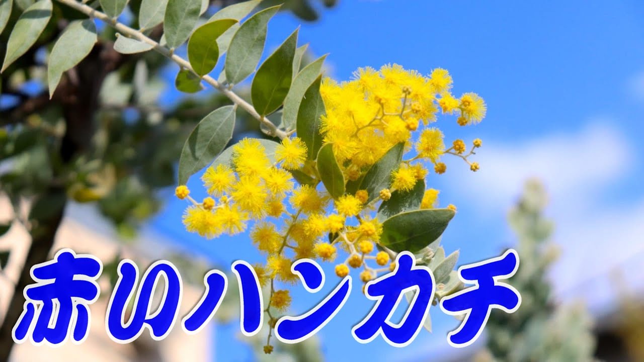 赤いハンカチ：石原裕次郎