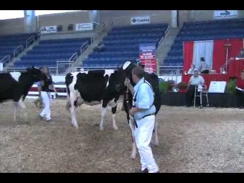 Eastern Fall National Holstein Show - Junior 3-yea...