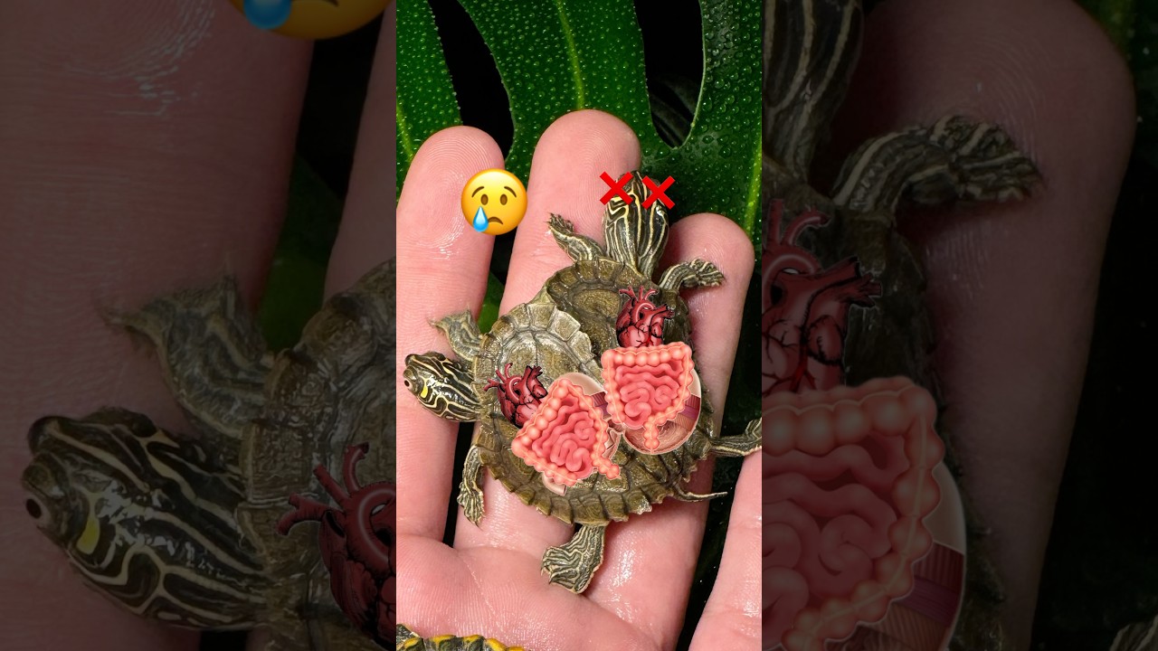 What happens when one head of a two headed animal passes?