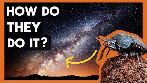 The Beetles That Use The Milky-Way As A Guide | Explained