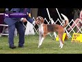 American Foxhounds | Breed Results 2021 の動画、YouTube動画。