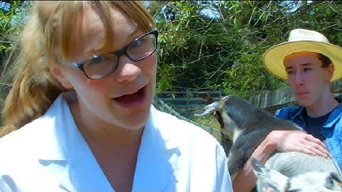 Asthma Rap (ft. The Hygiene Hypothesis)