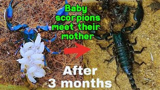 How scorpion mom reacts to her babies when they reunite after 3 months apart | Best animal mom ever