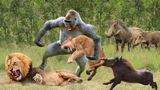 Omg! Gorilla Catch And Killing Lion Cubs While Mother Lion Chasing Wild Boar, Lion Vs Baboon