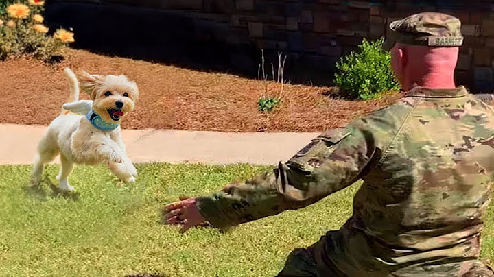 Most Heartwarming Dogs Reunions with Their Owners That Will Melt Your Heart ❤️