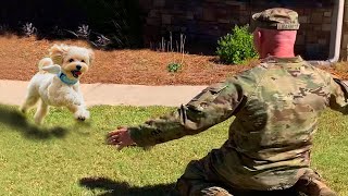 Most Heartwarming Dogs Reunions with Their Owners That Will Melt Your Heart ❤