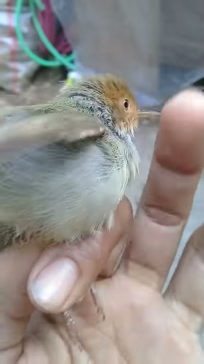 Suara ketakutan untuk pikat