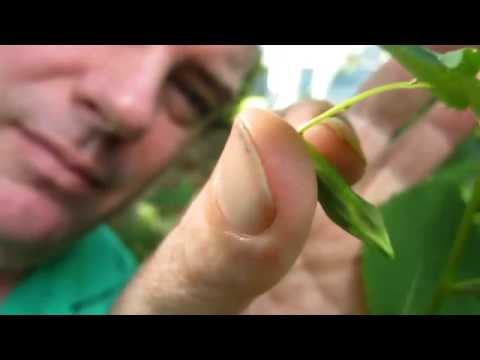 See Jewelweed's Amazing Seed Pod Explode!