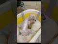 The Ultimate Puppy Glow Up! 😍✨ Aesthetic Dog Bath Routine 🛁