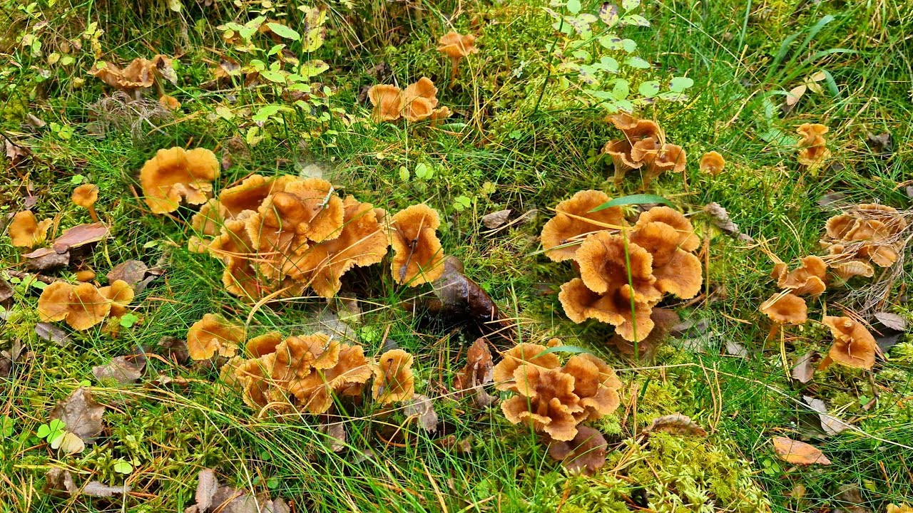 เก็บเห็ดดำแห่งปี เยอะ-ใหญ่-สวยที่สุด ยังกะดอกไม้เต็มป่า ถอนมันส์มือสุดๆ