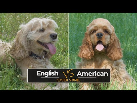 Video: Diferența Dintre Cocker Spaniel American și Cocker Spaniel Englez