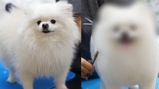 포메 곰돌이 컷 / 포메라니안 미용하는 방법 /  pomeranian grooming / how to groom a pomeranian