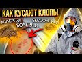 Кусают клопы в диване