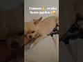 Тебе так удобно лежать ?😀 #комфорт#уют#отдых#собака #смешновидео #смешнойшортс