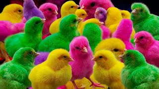 Catch Cute Chickens, Colorful Chickens, Rainbow Chickens, Rabbits, Cute Cats, Ducks, Cute Animals