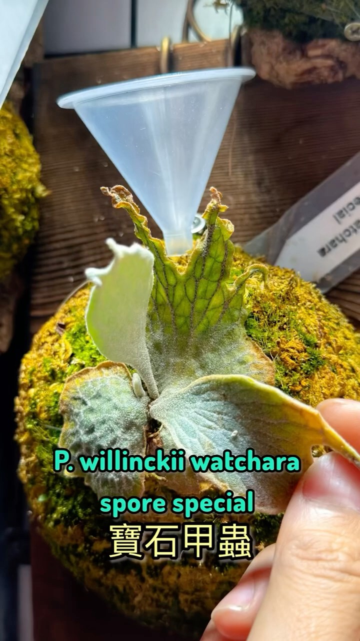 P. willinckii watchara spore special 寶石甲蟲四個月成長紀錄Four