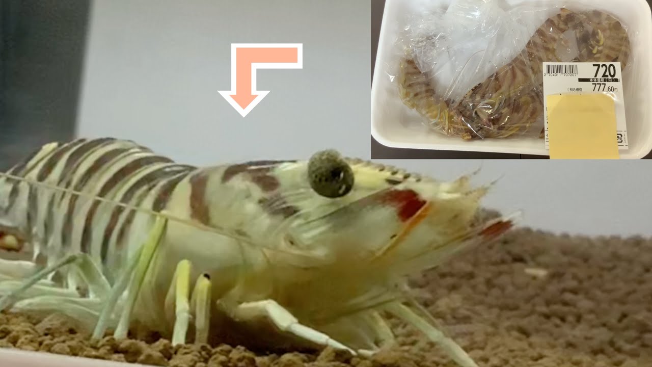 スーパーの鮮魚コーナーの車海老を飼うことにした 少し食べた Aquarium With Prawns In The Supermarket Youtube