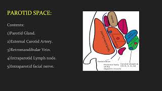 Subramanya Acharya | Neck Spaces Radioanatomy screenshot 4