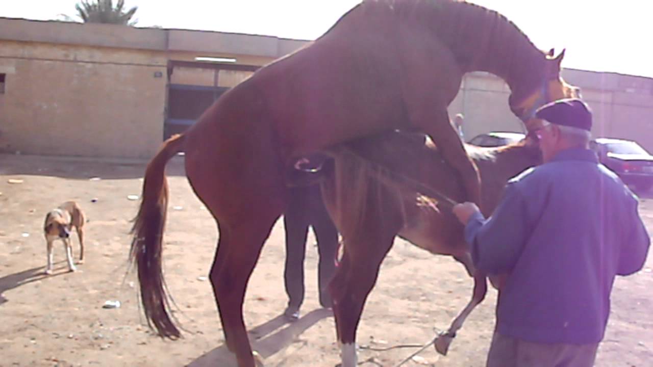 Natural Human Insemination Video Natural Human Insemination Video