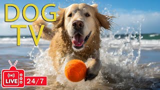 DOG TV: Video Entertain Calming Music for Anxious Dogs (Live 24/7)  Best Music Collection for Dogs