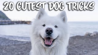 The 20 Cutest Dog Tricks