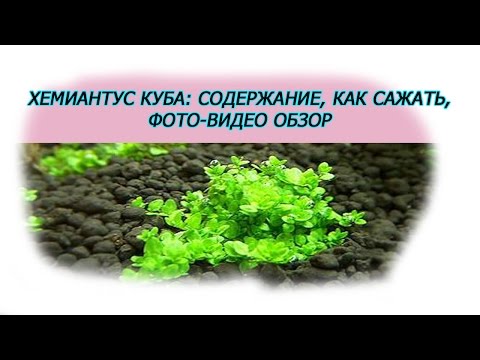 Хемиантус куба, почвопокровное аквариумное растение, содержание, как сажать аквариумные растения