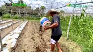 TAMANG BASAL at TRANSPLANTING para sa VEGETABLE FARMING