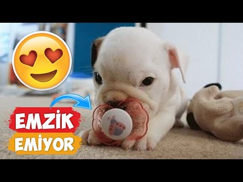 Emzik Emen Yavru Köpek Videoları Derlemesi! | [2018 Derleme] ● Eğlenceli Anlar