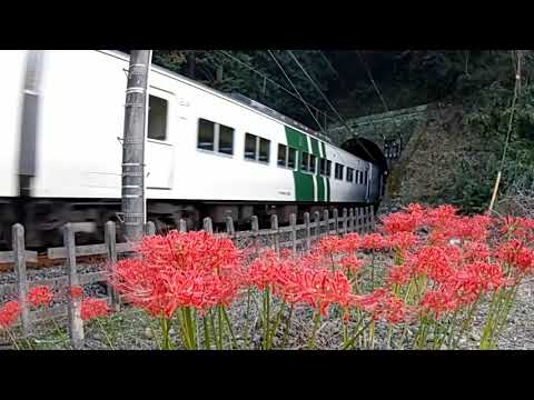 #185系 185系踊り子号 伊豆急線区間走行