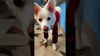 Meri Cutie Rozy Ke Nakhre