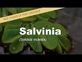 Salvinia - Weeds of Port Stephens