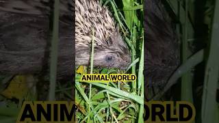 Ёжик , Животные мира. Kirpi Heyvanlar aləmi. Animal Planet.  the Hedgehog.