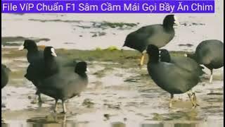 Coot File VíP 100 Chuẩn Tiếng Sâm Cầm Nước Ngoài 2022