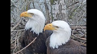 Redding Eagles Live Nest Webcam