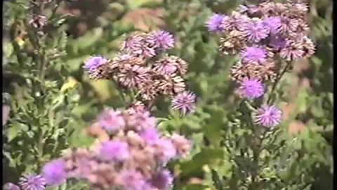 Waging the War Against Weeds