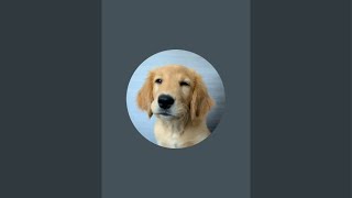 Switze Golden Retriever is live!